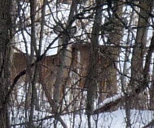 hidden deer