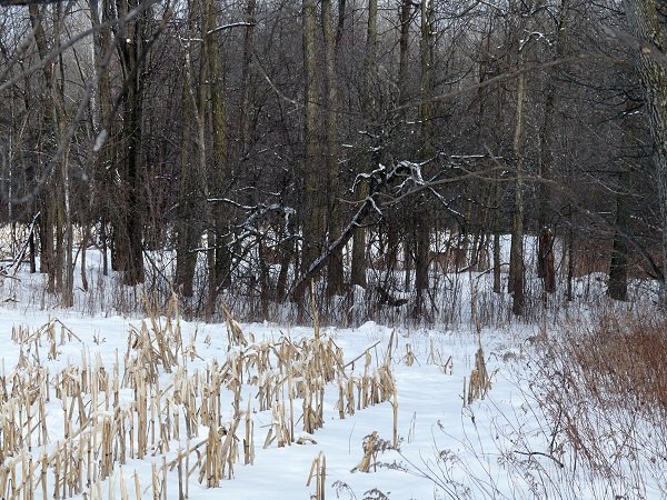 hidden deer