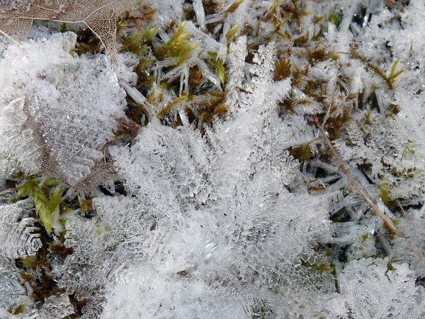 frost leaves