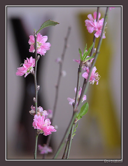 Bốn mùa