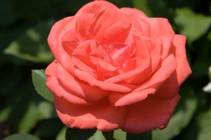 [coral tea rose[3].jpg]
