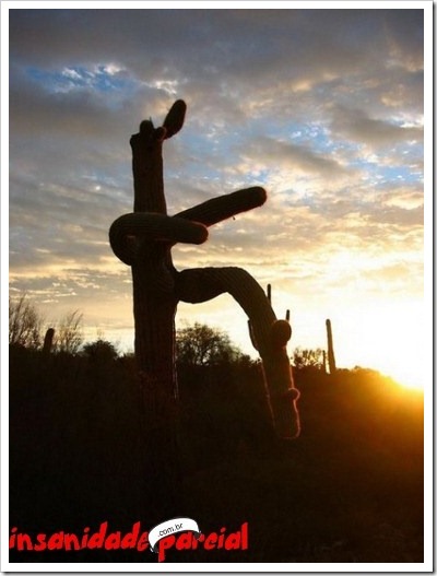 InsanidadeParcial2-06_12_10-004 InsanidadeParcial2-06_12_10-004