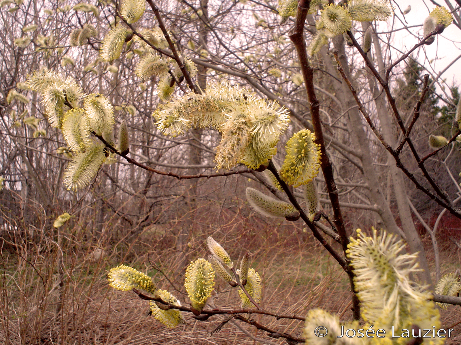 [Bourgeons.gif]