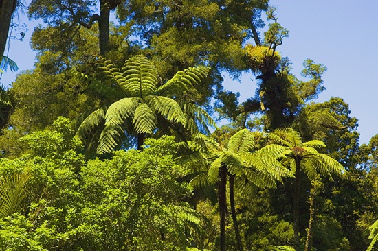 Waitakere_Forest_n