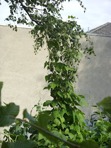 SDC12554.JPG