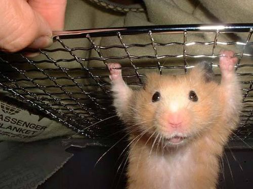 Hamster Dj