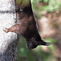 Abert's Squirrel
