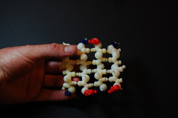 Flexible beta sheet model in plastic with magnets for hydrogen bonds.