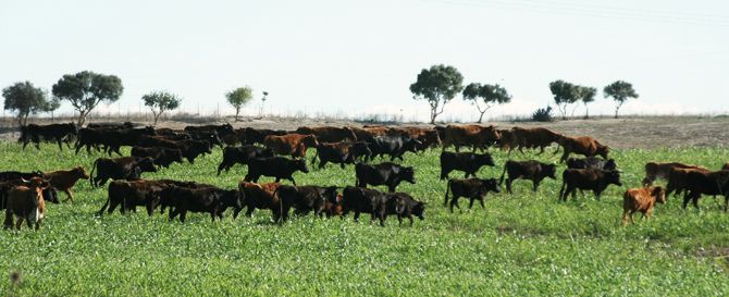 'Martelilla': Toros bravos