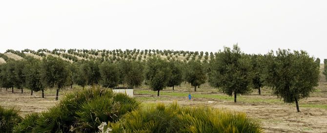 Cañada de Bornos