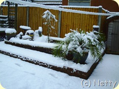 Schnee Schnee