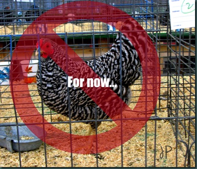 No chickens wm.jpeg