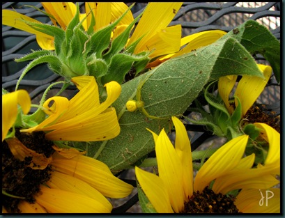 Sunflower and spider wm.jpeg