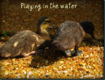 ducks playing in the water wm.jpeg