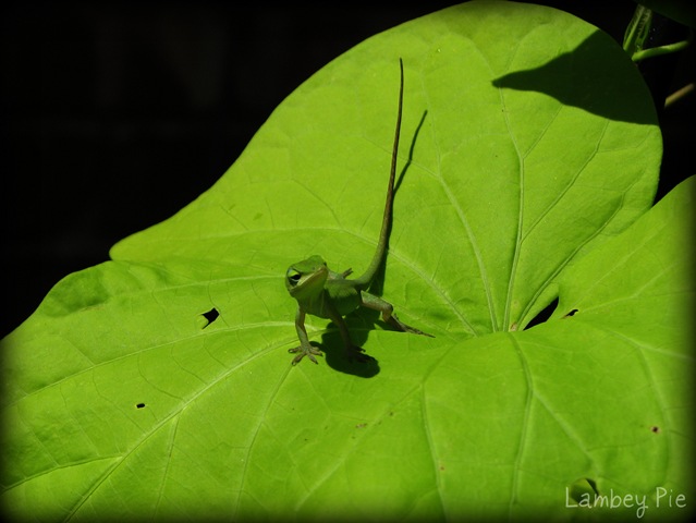[lizard on leaf wm.jpeg[9].jpg]