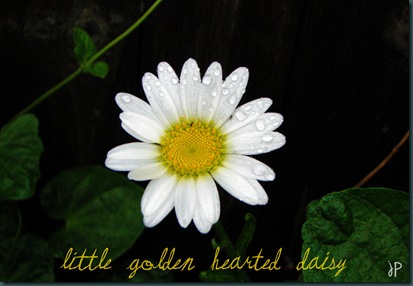 little golden hearted daisy wm.jpeg