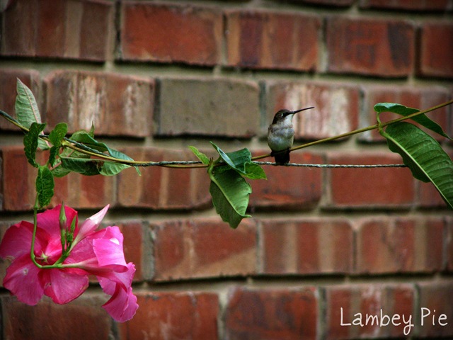 [hummingbird on wire wm.jpeg[4].jpg]