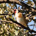 European Goldfinch, Jilguero