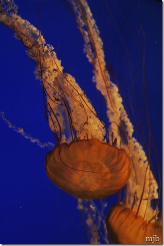 jellys