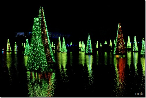lighted trees