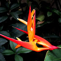 Parrot Heliconia