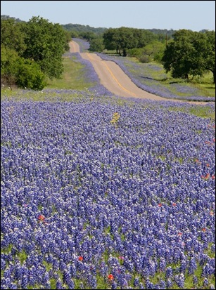 bluebonnets3