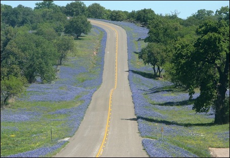 bluebonnets4