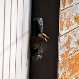 DSC_1172.JPG
