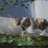 DSC_0705.JPG