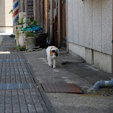 メガネをかけたら見える、睥睨猫。