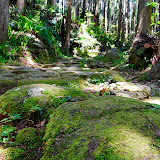 苔が綺麗な石畳