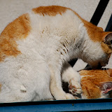 DSC_1812.JPG