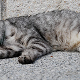 沖縄の猫。