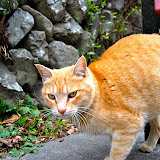 高尾山の猫、孝雄さん(勝手に命名)