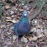 あっ　やせいの　はとが　とびたしてきた！