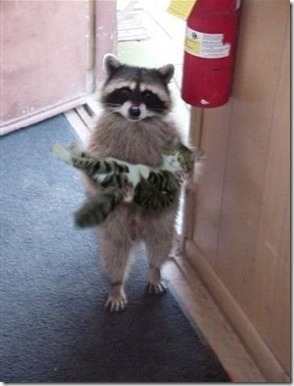 JaysPets