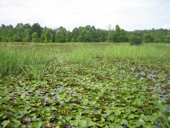 Gator Trip