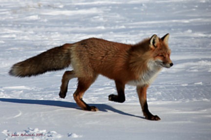 [RedFox3sm_0435[3].jpg]