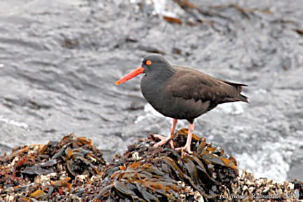 [BlackOystercatcher1sm_1280[3].jpg]