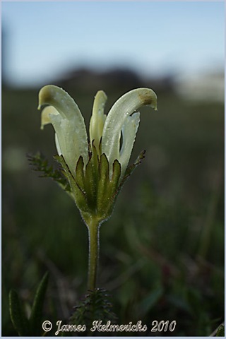 [Lousewort-Capitate-V_7117[3].jpg]
