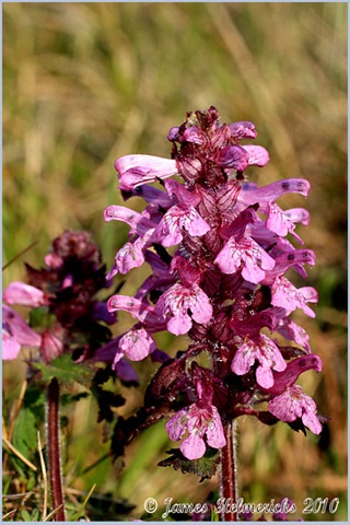 [Lousewort-Whorled-V_5396[3].jpg]