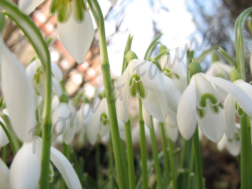 Snow Bells Flower