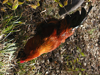 Fowl &ndash; 