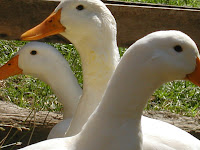 Fowl &ndash; 