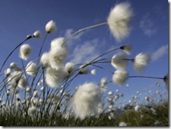 blowing