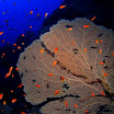 Красное море ноябрь 2008