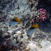 PB201570-1.JPG