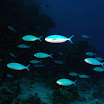 DSC_0632-1.JPG