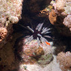 PB211781-t.JPG