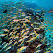 PB242056-t.JPG